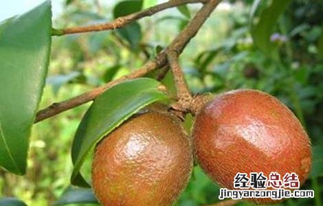 油茶的病虫害防治技术视频 油茶的病虫害防治技术