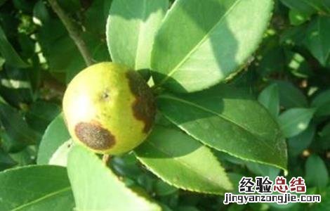 油茶的病虫害防治技术视频 油茶的病虫害防治技术