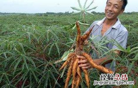木薯种植注意事项 木薯种植注意事项和要求