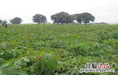 木薯种植注意事项 木薯种植注意事项和要求
