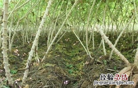 木薯种植注意事项 木薯种植注意事项和要求