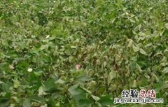棉花枯萎病的发生及防治措施 棉花雨后急性萎焉的原因及防治方法
