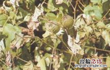 棉花枯萎病的发生及防治措施 棉花雨后急性萎焉的原因及防治方法