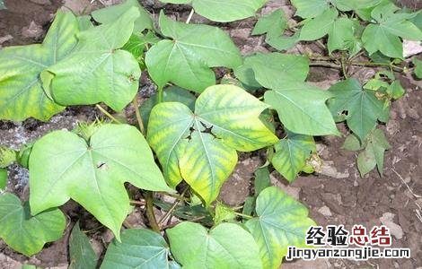 棉花枯萎病的发生及防治措施 棉花雨后急性萎焉的原因及防治方法