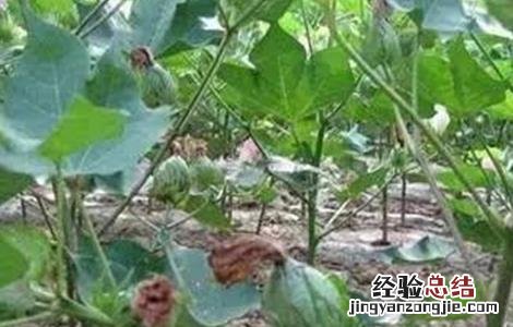棉花蕾铃脱落的原因及防治方法 棉花蕾铃脱落的原因及防治措施