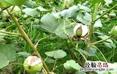 棉花蕾铃脱落的原因及防治方法 棉花蕾铃脱落的原因及防治措施