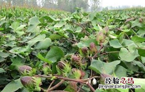 棉花蕾铃脱落的原因及防治方法 棉花蕾铃脱落的原因及防治措施
