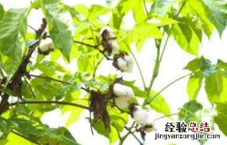 棉花蕾铃脱落的原因及防治方法 棉花蕾铃脱落的原因及防治措施