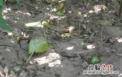 棉花蕾铃脱落的原因及防治方法 棉花蕾铃脱落的原因及防治措施