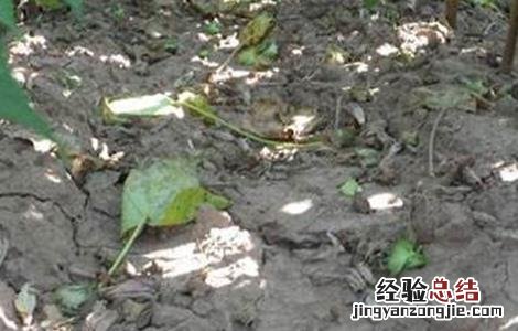 棉花蕾铃脱落的原因及防治方法 棉花蕾铃脱落的原因及防治措施