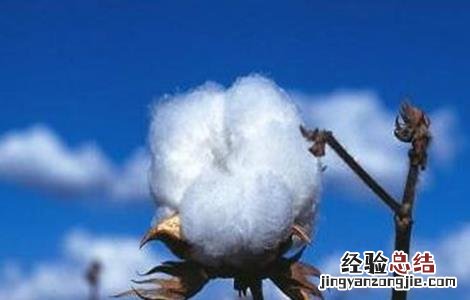 棉花脱肥的原因及补救措施有哪些 棉花脱肥的原因及补救措施