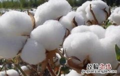 棉花脱肥的原因及补救措施有哪些 棉花脱肥的原因及补救措施