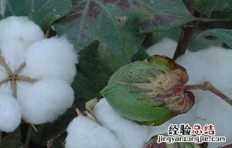 棉花脱肥的原因及补救措施有哪些 棉花脱肥的原因及补救措施