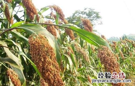 高粱长蝽该怎么防治 高粱长蝽该怎么防治呢