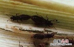 高粱长蝽该怎么防治 高粱长蝽该怎么防治呢