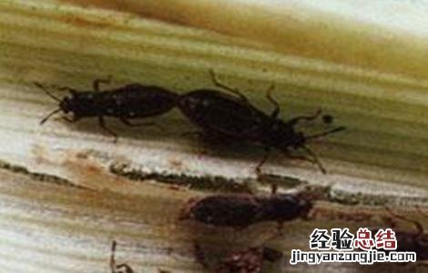 高粱长蝽该怎么防治 高粱长蝽该怎么防治呢