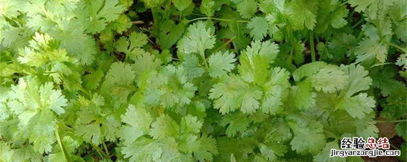 香菜种植多久出苗 香菜苗长多大移栽合适