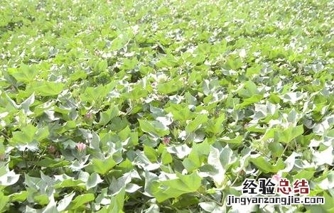 棉花要如何种植呢 棉花要如何种植