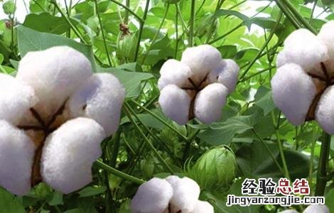 棉花要如何种植呢 棉花要如何种植