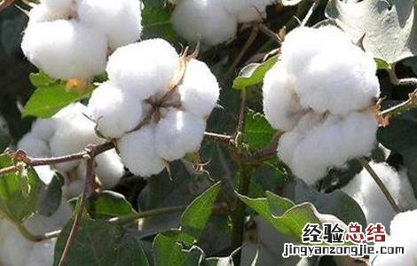 棉花要如何种植呢 棉花要如何种植