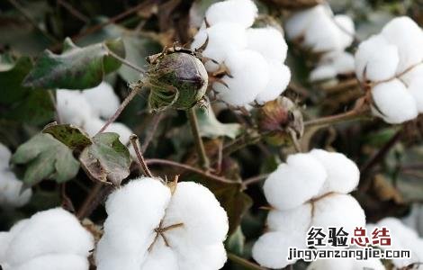 棉花要如何种植呢 棉花要如何种植