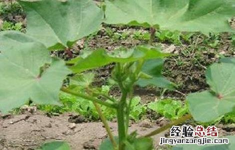 棉花播种后常见问题及措施 棉花播种后常见问题