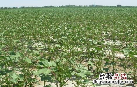 棉花播种后常见问题及措施 棉花播种后常见问题