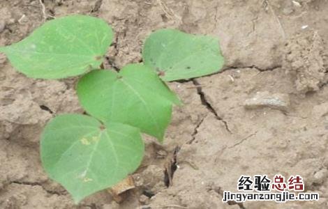 棉花播种后常见问题及措施 棉花播种后常见问题
