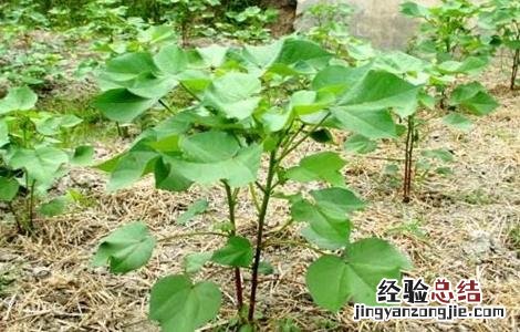棉花播种后常见问题及措施 棉花播种后常见问题
