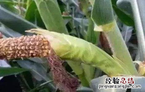 玉米缺粒秃尖的原因及预防措施 玉米缺粒秃尖的原因及预防措施有哪些