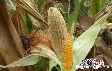 玉米缺粒秃尖的原因及预防措施 玉米缺粒秃尖的原因及预防措施有哪些
