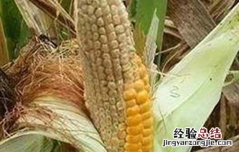 玉米缺粒秃尖的原因及预防措施 玉米缺粒秃尖的原因及预防措施有哪些