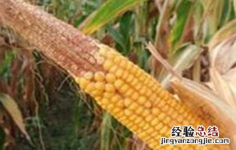 玉米缺粒秃尖的原因及预防措施 玉米缺粒秃尖的原因及预防措施有哪些