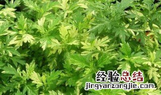 泥蒿泡水喝的功效 泥蒿泡水喝的功效是什么