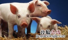 吃猪心的注意事项 吃猪心的注意事项介绍