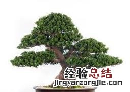 罗汉松盆景怎么养护方法 罗汉松盆景的养护方法教程