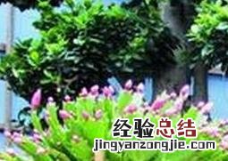 量天尺侧接蟹爪兰 量天尺嫁接蟹爪兰方法教程