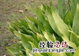 一叶兰如何养殖和管理 一叶兰如何养殖