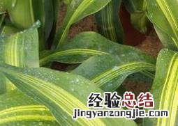 金心也门铁怎样繁殖视频 金心也门铁的养殖方法