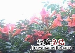 女葳花图片
