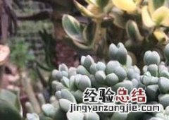 鹿角海棠的清理与枯叶处理 鹿角海棠的清理与枯叶处理技术