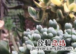 鹿角海棠的清理与枯叶处理 鹿角海棠的清理与枯叶处理技术