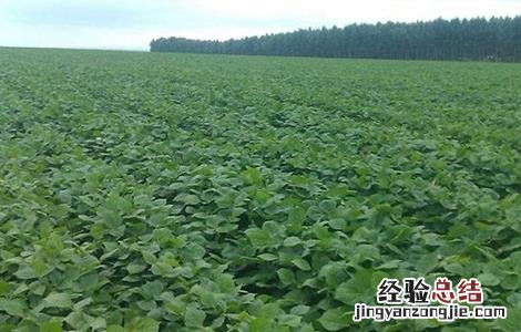 红小豆的种植技术 红小豆的种植技术视频