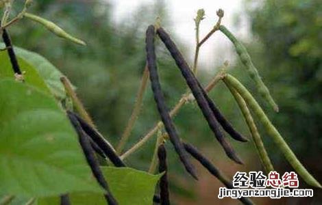 红小豆的种植技术 红小豆的种植技术视频