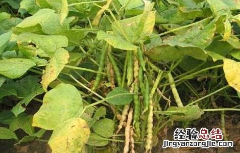 红小豆的种植技术 红小豆的种植技术视频