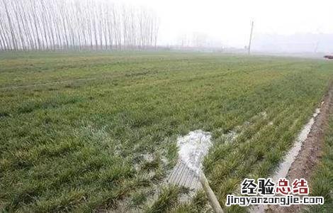 小麦越冬期如何管理 小麦越冬期如何管理