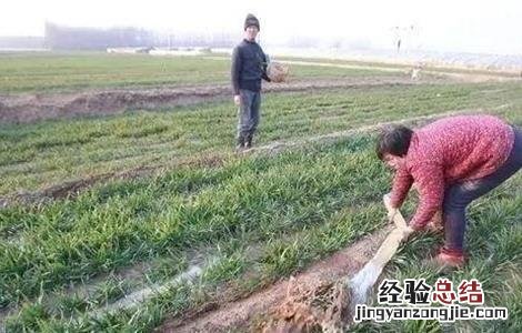 小麦越冬期如何管理 小麦越冬期如何管理