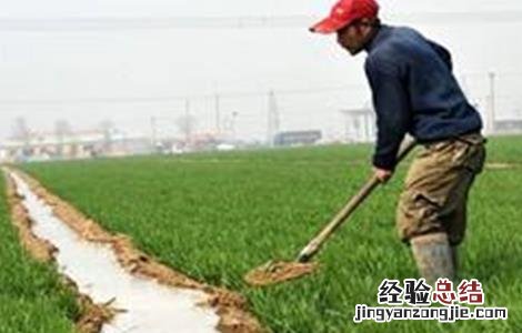 小麦冬灌注意事项 冬小麦冬前管理应注意什么?