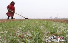 小麦冬灌注意事项 冬小麦冬前管理应注意什么?