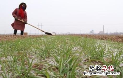 小麦冬灌注意事项 冬小麦冬前管理应注意什么?
